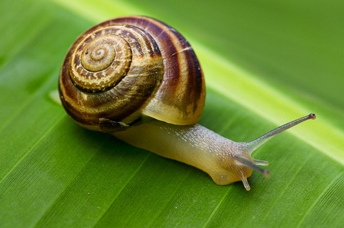 Snail on leaf